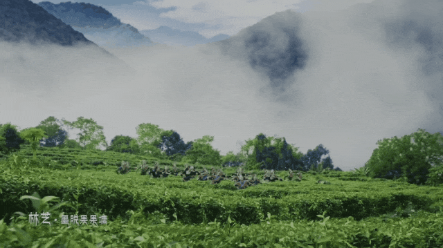 6405.gif