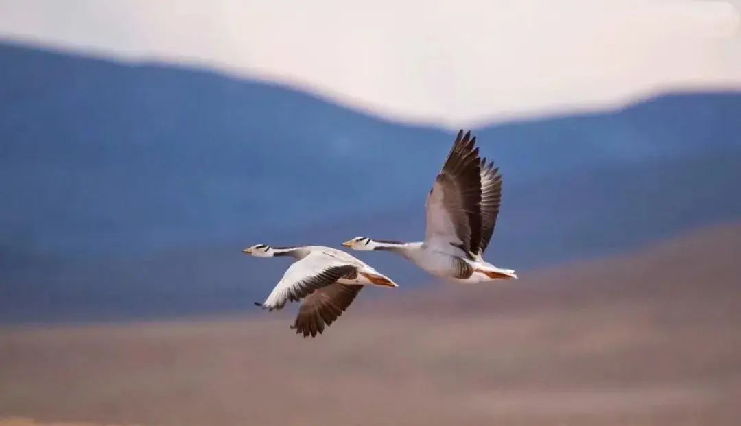 d73a105292ab984791854d08670b64bb~tplv-tt-origin-web:gif.jpeg?_iz=58558&from=article.jpg
